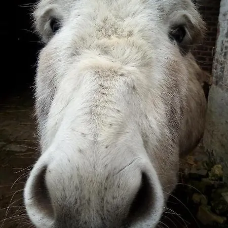Ma Petite Boheme *